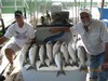 (07/19/2018) - Nice Striped Bass